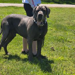 Great Dane puppies from HCR Great Danes