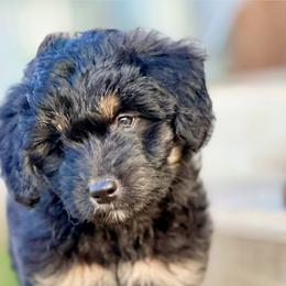 Aussiedoodle and Labradoodle Puppies from McDoodles of Texas
