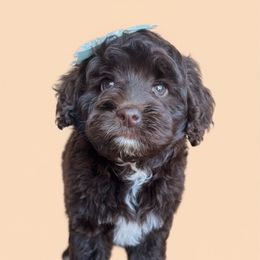 Snowberry with training - Brown female Cockapoo puppy in Boonville, North Carolina from Doods & Dolls