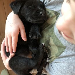 Labrador Retriever Puppies from One Willow Labradors