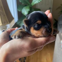 Nina - Black and tan female Yorkshire Terrier puppy in Stockton, California from Lala & Co.