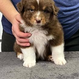 Courage - Red tri-color male Australian Shepherd puppy in Marshall, Indiana from Larkwood Australian Shepherds