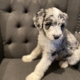 Aussiedoodle Puppies from Amour Aussiedoodles