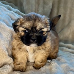 Annie - Black and tan female Shih Tzu puppy in Reading, Michigan from You Little Shih-tzu’s 😊