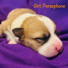 Persephone - Sable female Pembroke Welsh Corgi puppy in Toccoa, Georgia from The Grooming Barn LLC/ Wet Dog Ranch