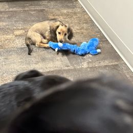 Dachshund Puppies from Michigan Rockin' Dachshunds