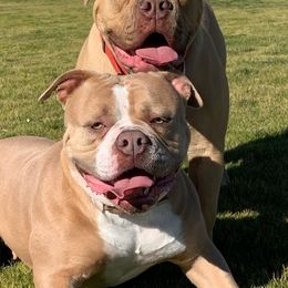 American Bulldogs from Sirline Bulldogs