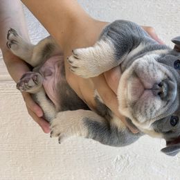 French Bulldog Puppies from McKay’s frenchies & fluffies