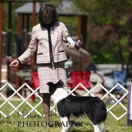 Border Collie All Grown Up from Fair Haven Farms