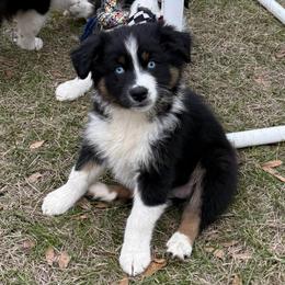 Sally - Black tri-color female Australian Shepherd puppy in Mc Alpin, Florida from RussKris Farms Aussies