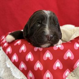 Daphne - White and brown female Newfoundland puppy in Goodhue, Minnesota from Claypits Newfoundlands