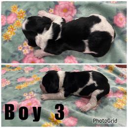 Boy 3 - Black and white male English Springer Spaniel puppy in Freeland, Michigan from McNally's Springer Spaniels