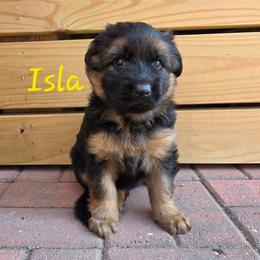 Isla - Black and red female German Shepherd puppy in Winterville, North Carolina from Southern Creek (Vom Südbach) German Shepherds
