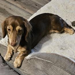 Okami - Dachshund