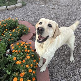 Keira - Labrador Retriever