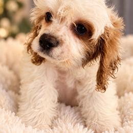 Estella - Blenheim female Cavapoo puppy in Hickory, North Carolina from Homegrown Spaniels