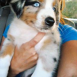 Australian Shepherd Puppies from Southern Comfort Aussies