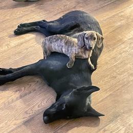 Flash-Bang - Dachshund
