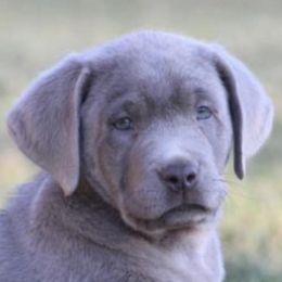 Dilute Retrievers and Labrador Retrievers from Charcoal And Silver Labs