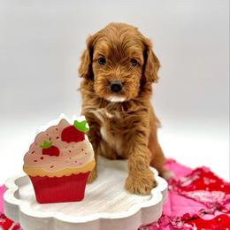 Butterscotch - Apricot male Cavapoo puppy in La Vernia, Texas from Texas Teddy Bears
