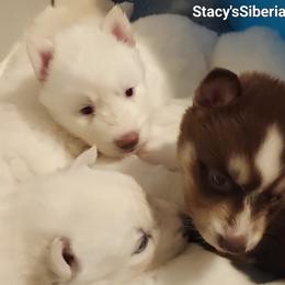 Hogan - White male Siberian Husky puppy in Savannah, Georgia from Stacy's Siberian Huskies