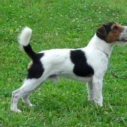 Havoc - Jack Russell Terrier