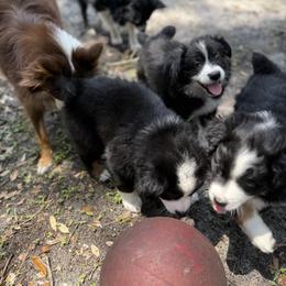 Miniature Australian Shepherd Puppies from Peace Creek Aussies