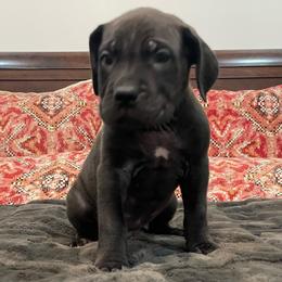 Coco - Black female Cane Corso puppy in San Isidro, Texas from MTZCC Ranch, LLC