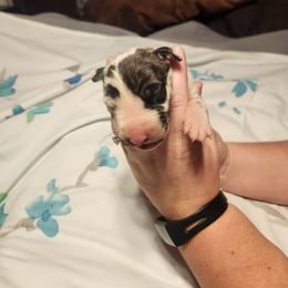 Nov - Harlequin Great Dane puppy in California from Bolo K9 Kennels
