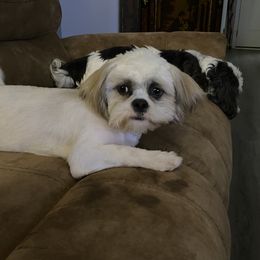 Athena - Shih Tzu