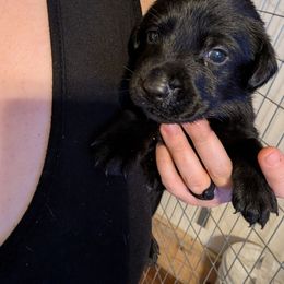 Koopa, Lime Collar - Black male Labrador Retriever puppy in Commerce, Oklahoma from Standing Water Kennels