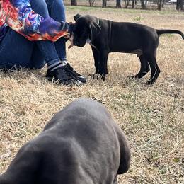 Great Dane Puppies from Mara Danes