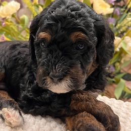 Bernedoodle and Goldendoodle Puppies from Gracie's Goldendoodles and Bernedoodles
