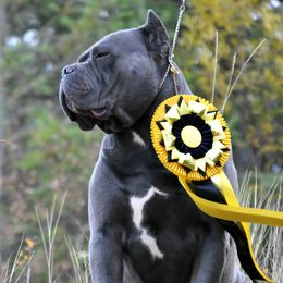 Bishop - Cane Corso