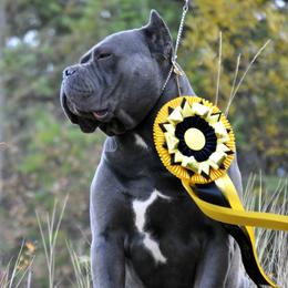 Bishop - Cane Corso