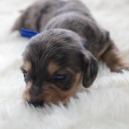 Harry - Dapple male Dachshund puppy in Morrow, Ohio from Courtney’s Colorful Doxies