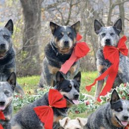 Australian Cattle Dogs from Karen Potteiger's Australian Cattle Dogs