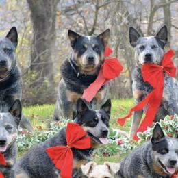 Australian Cattle Dogs from Karen Potteiger's Australian Cattle Dogs