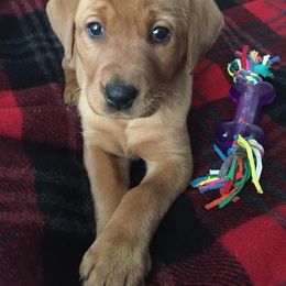 Labrador Retriever Puppies from Spring Water Labs of the Carolinas