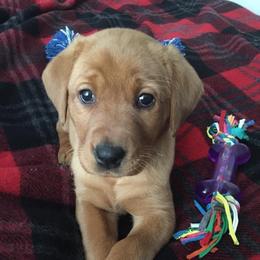 Labrador Retriever Puppies from Spring Water Labs of the Carolinas
