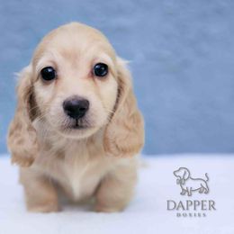 Girl 1 - Cream female Dachshund puppy in Zephyrhills, Florida from Dapper Doxies