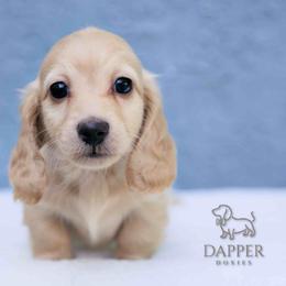Girl 1 - Cream female Dachshund puppy in Zephyrhills, Florida from Dapper Doxies
