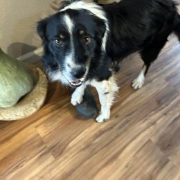 Miniature Australian Shepherd puppies from Puppy Love Ranch Mini Aussies