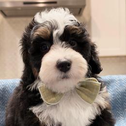 Brownie The Ultra Mini Bernedoodle Tri-Color - Tri-color male Bernedoodle puppy in Herriman, Utah from Rose Canyon Doodles