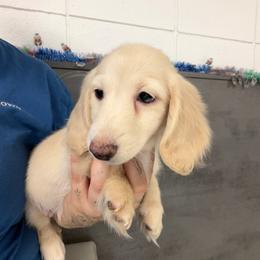 Maple - Cream female Dachshund puppy in Cutler Bay, Florida from Dadecounty’s Dachshunds