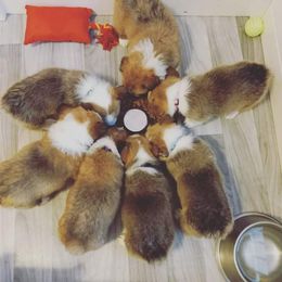 Pembroke Welsh Corgi Puppies from Milton Corgis