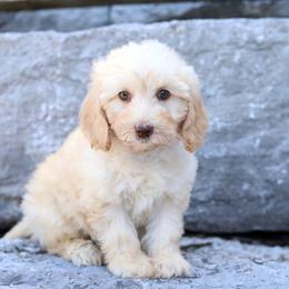Lilly - Caramel cream female Australian Labradoodle puppy in Williamstown, New York from Lewis Manor Labradoodles