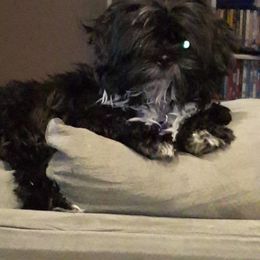 Allie - Shih Tzu
