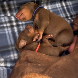Girl 2 - Doberman Pinscher puppy in Silver Springs, Nevada from Evoke