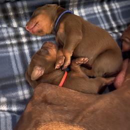 Girl 2 - Doberman Pinscher puppy in Silver Springs, Nevada from Evoke